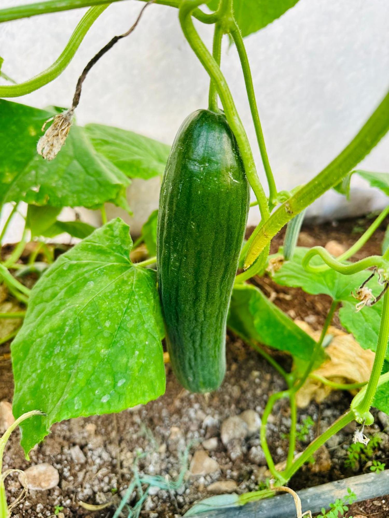 Gelidonya Pansiyon Kumluca エクステリア 写真